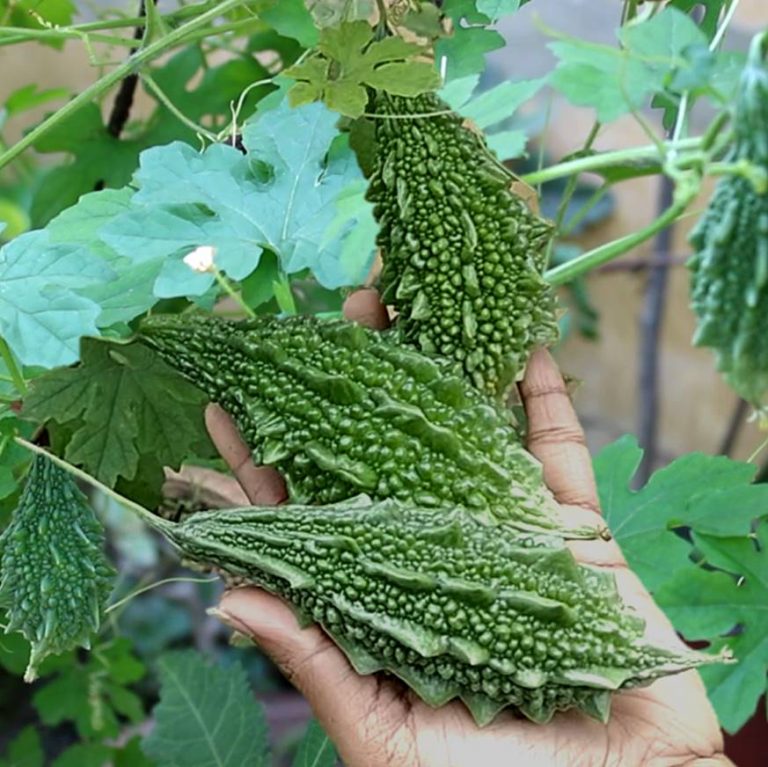 bitter-gourd