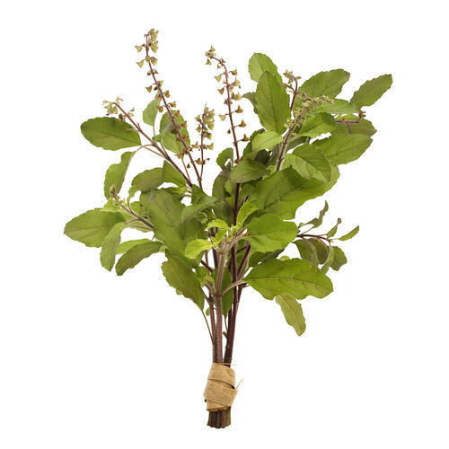 tulsi-herb-500x500